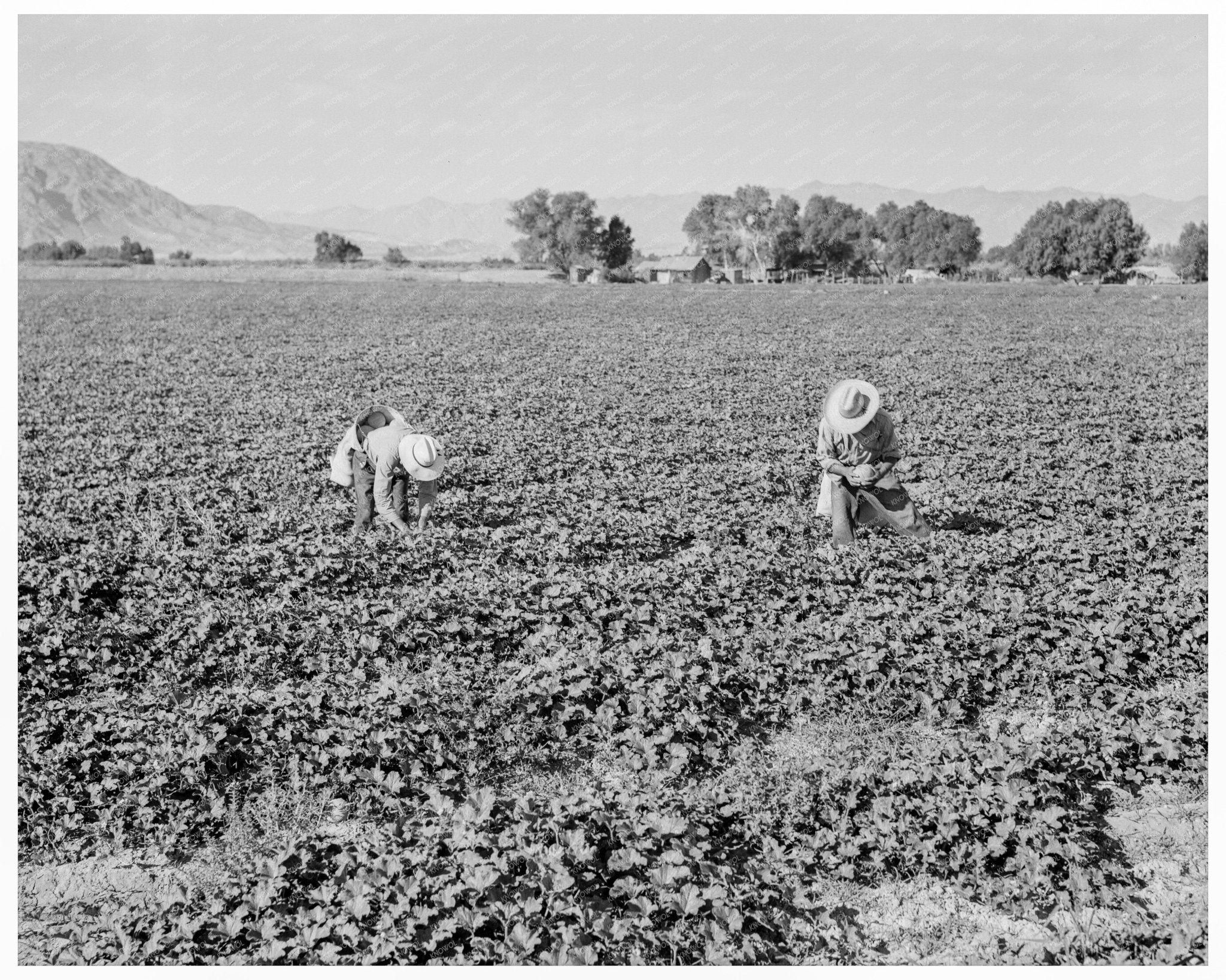 Mexican Laborers Harvesting Cantaloupes Imperial Valley 1938 - Available at KNOWOL