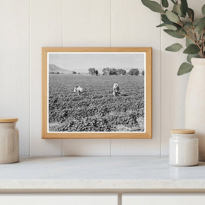 Mexican Laborers Harvesting Cantaloupes Imperial Valley 1938 - Available at KNOWOL