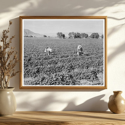 Mexican Laborers Harvesting Cantaloupes Imperial Valley 1938 - Available at KNOWOL