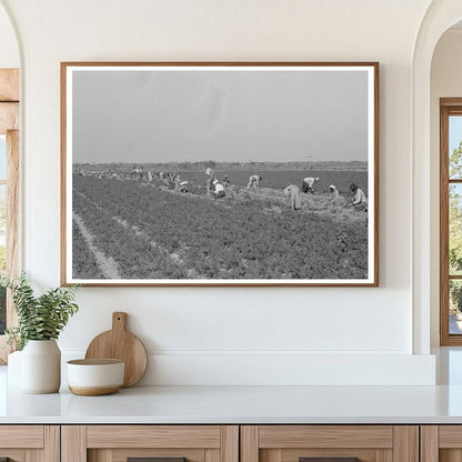 Mexican Laborers Harvesting Carrots Edinburg Texas 1939 - Available at KNOWOL