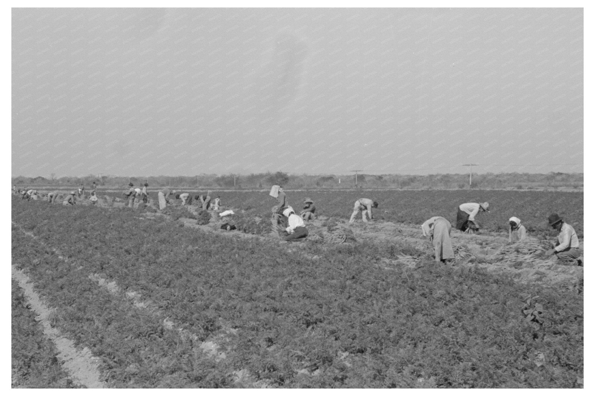 Mexican Laborers Harvesting Carrots Edinburg Texas 1939 - Available at KNOWOL