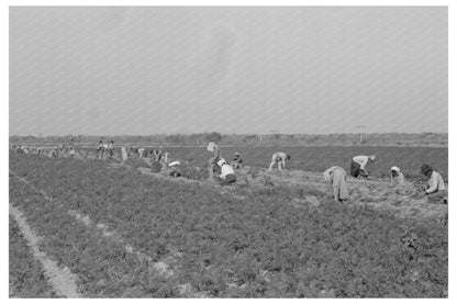 Mexican Laborers Harvesting Carrots Edinburg Texas 1939 - Available at KNOWOL