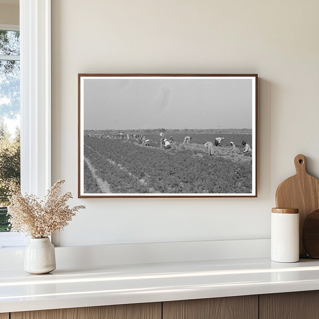 Mexican Laborers Harvesting Carrots Edinburg Texas 1939 - Available at KNOWOL