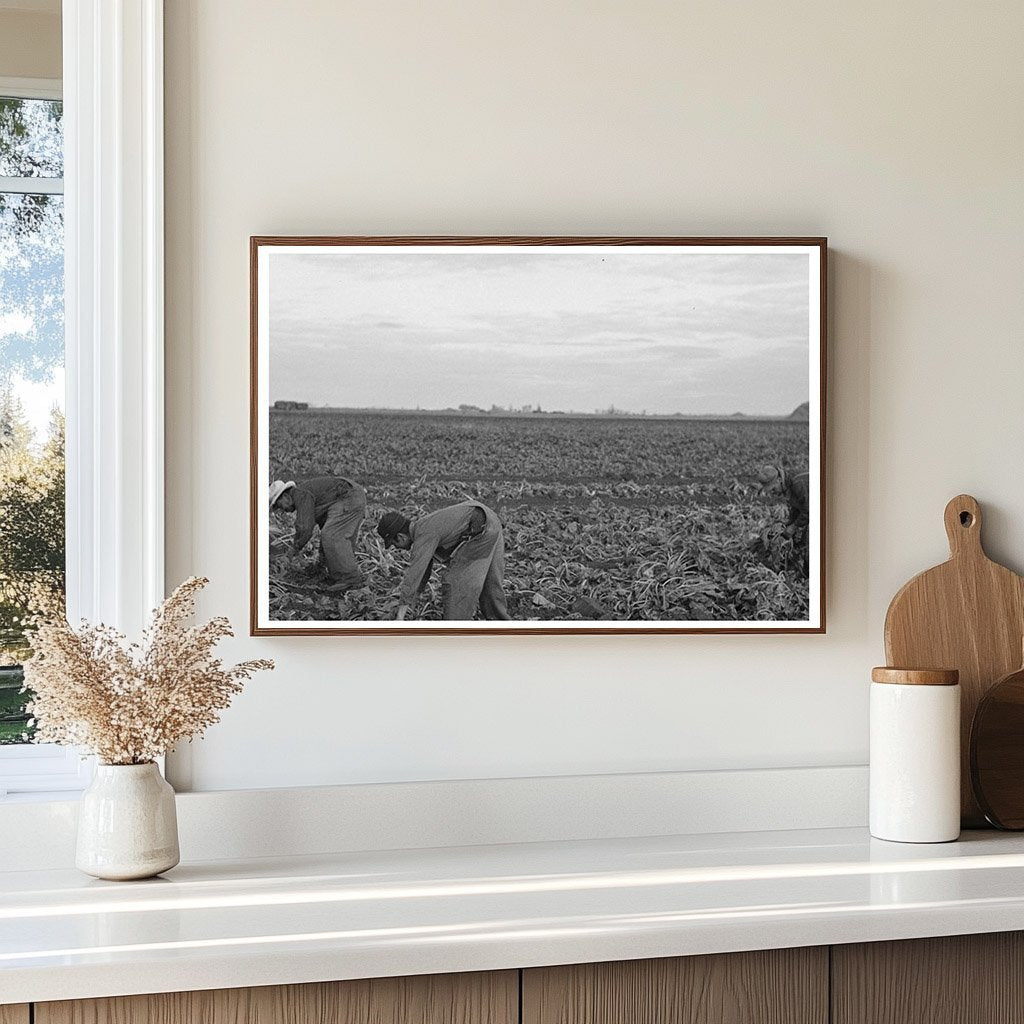 Mexican Laborers in Beet Fields Minnesota 1937 - Available at KNOWOL