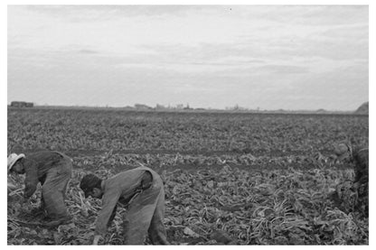 Mexican Laborers in Beet Fields Minnesota 1937 - Available at KNOWOL