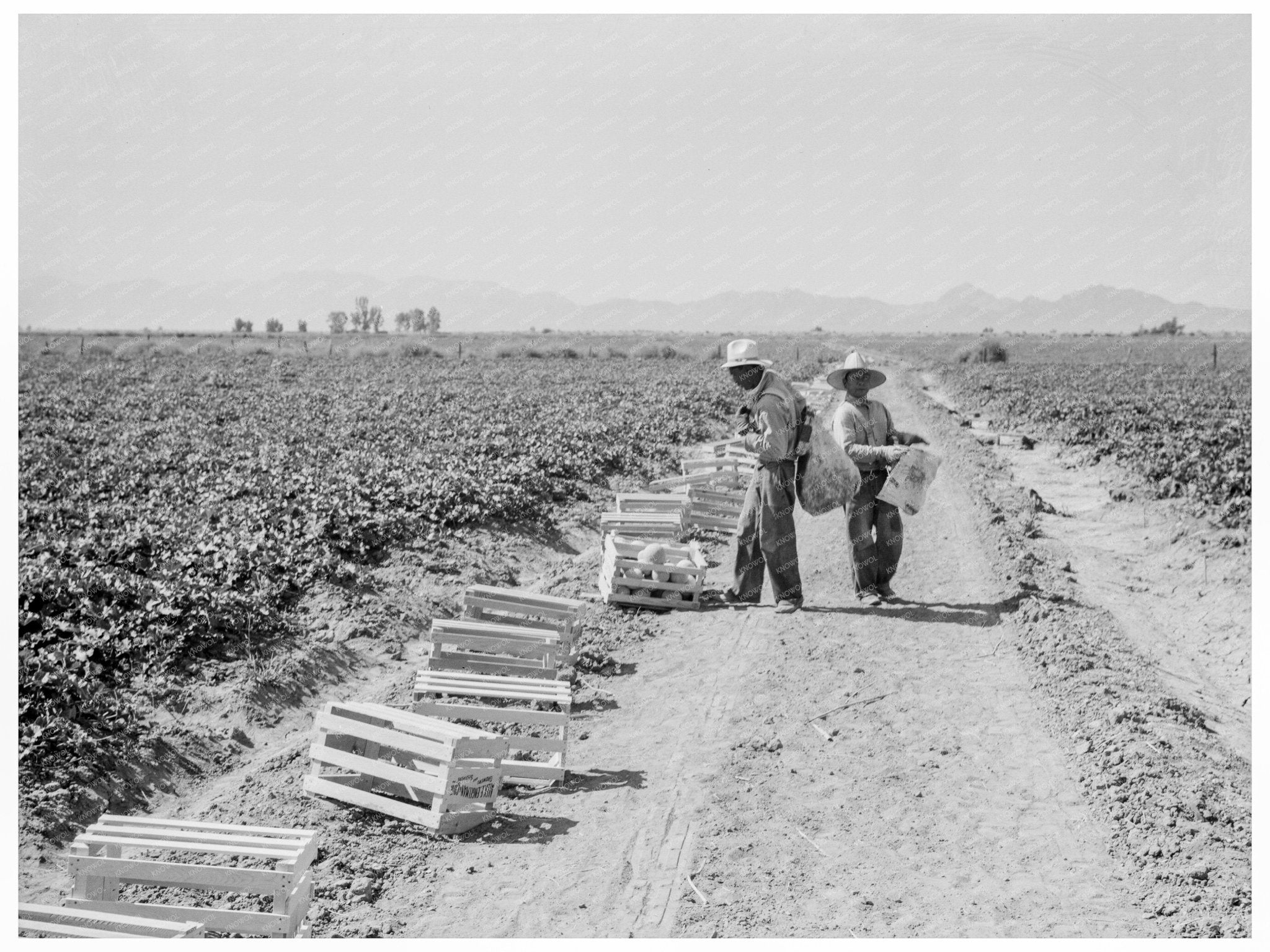 Mexican Laborers Picking Cantaloupes Imperial Valley 1937 - Available at KNOWOL