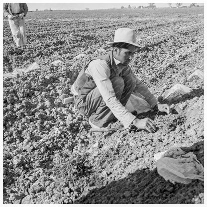 Mexican Laborers Weeding Cantaloupe in Imperial Valley 1937 - Available at KNOWOL