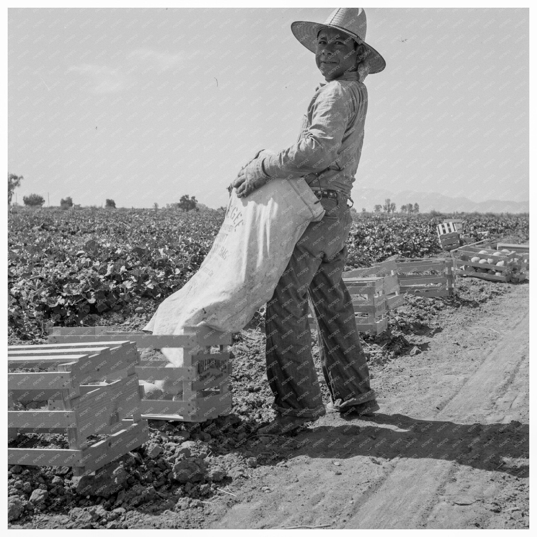 Mexican Melon Picker in Imperial Valley 1937 - Available at KNOWOL