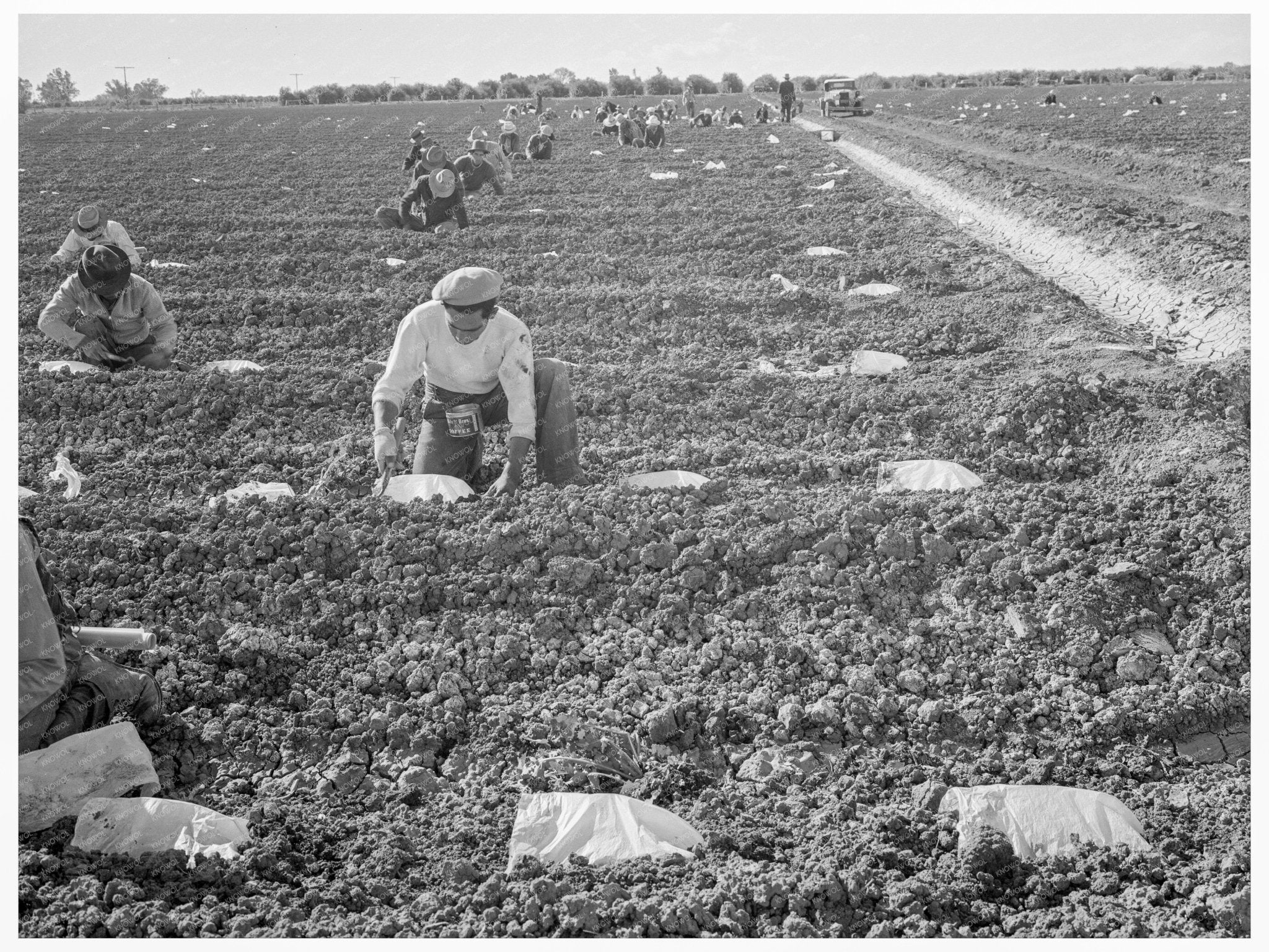 Mexican Migrant Laborers in Imperial Valley 1937 - Available at KNOWOL