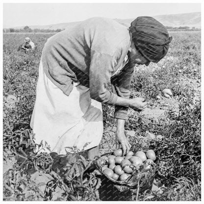 Mexican Migrant Woman Harvesting Tomatoes California 1938 - Available at KNOWOL