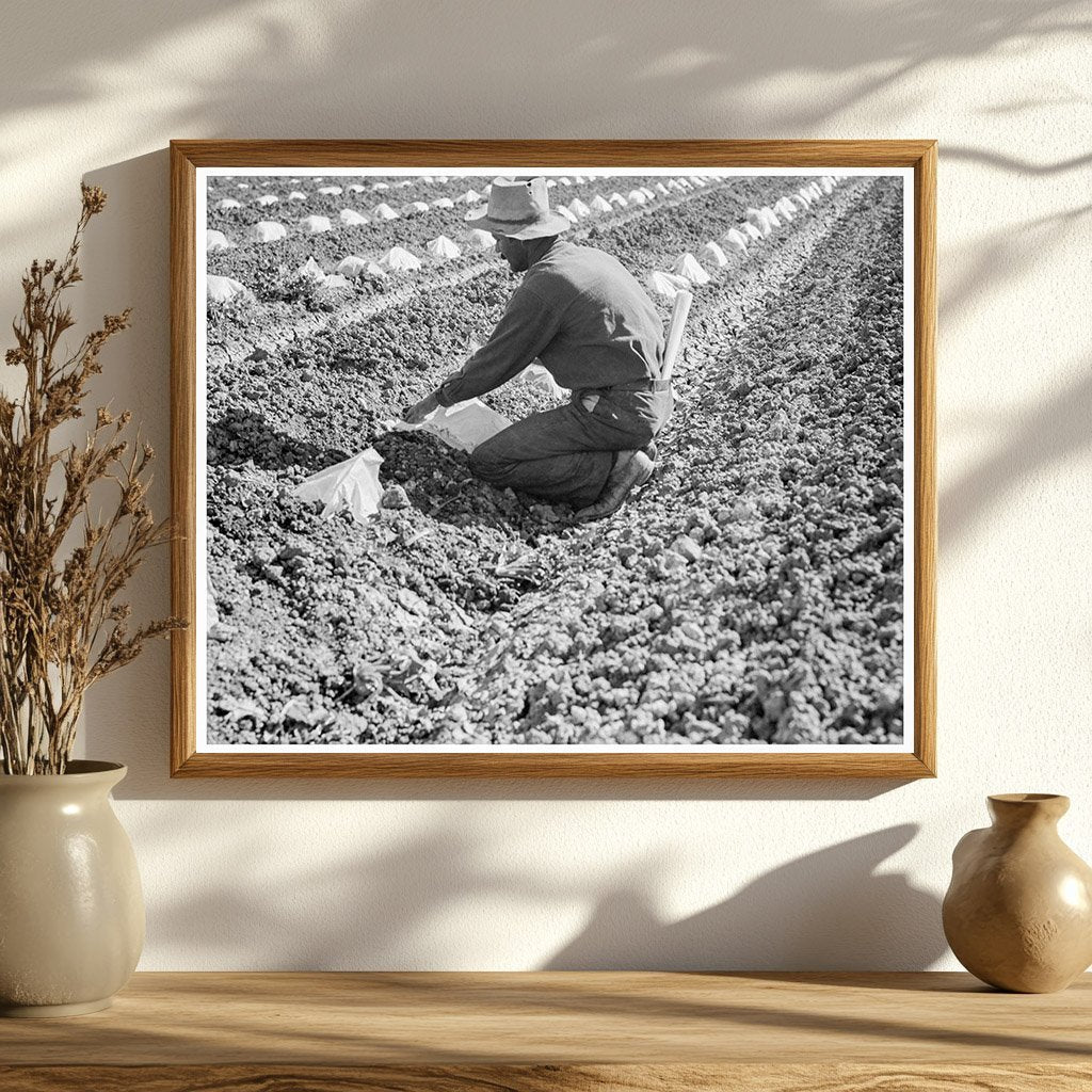 Mexican Migratory Laborers Thinning Cantaloupe 1937 - Available at KNOWOL