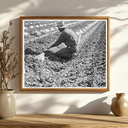 Mexican Migratory Laborers Thinning Cantaloupe 1937 - Available at KNOWOL