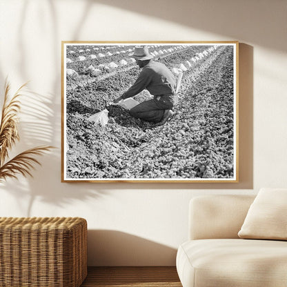 Mexican Migratory Laborers Thinning Cantaloupe 1937 - Available at KNOWOL