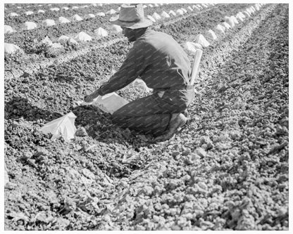 Mexican Migratory Laborers Thinning Cantaloupe 1937 - Available at KNOWOL