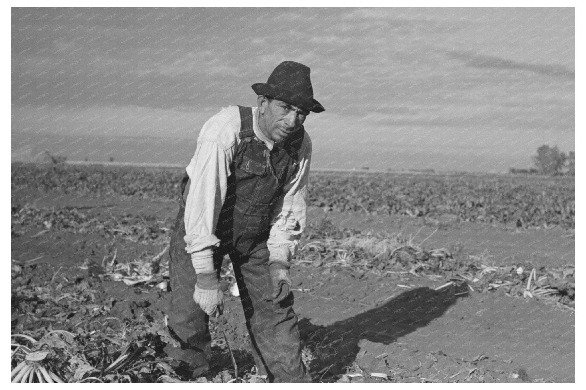 Mexican Sugar Beet Worker Minnesota 1937 - Available at KNOWOL