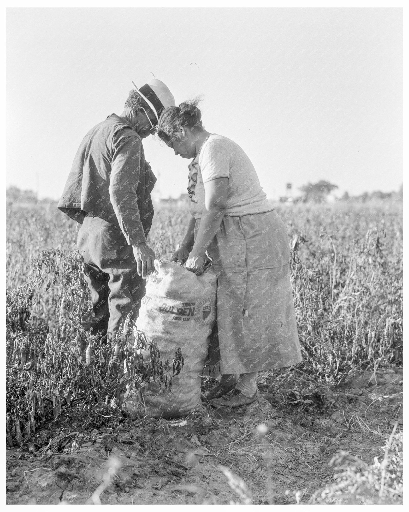 Mexican Townfolk Sacking Peppers in Stockton California November 1936 - Available at KNOWOL