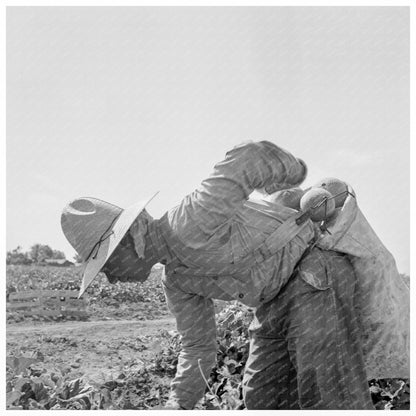 Mexican Workers Harvesting Cantaloupes Imperial Valley 1937 - Available at KNOWOL