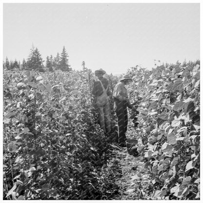 Migrant Bean Harvesting in Marion County Oregon 1939 - Available at KNOWOL