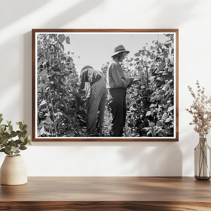 Migrant Farm Workers Harvesting Beans Oregon 1939 - Available at KNOWOL