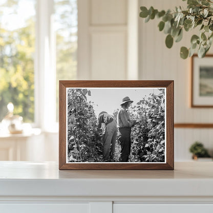 Migrant Farm Workers Harvesting Beans Oregon 1939 - Available at KNOWOL