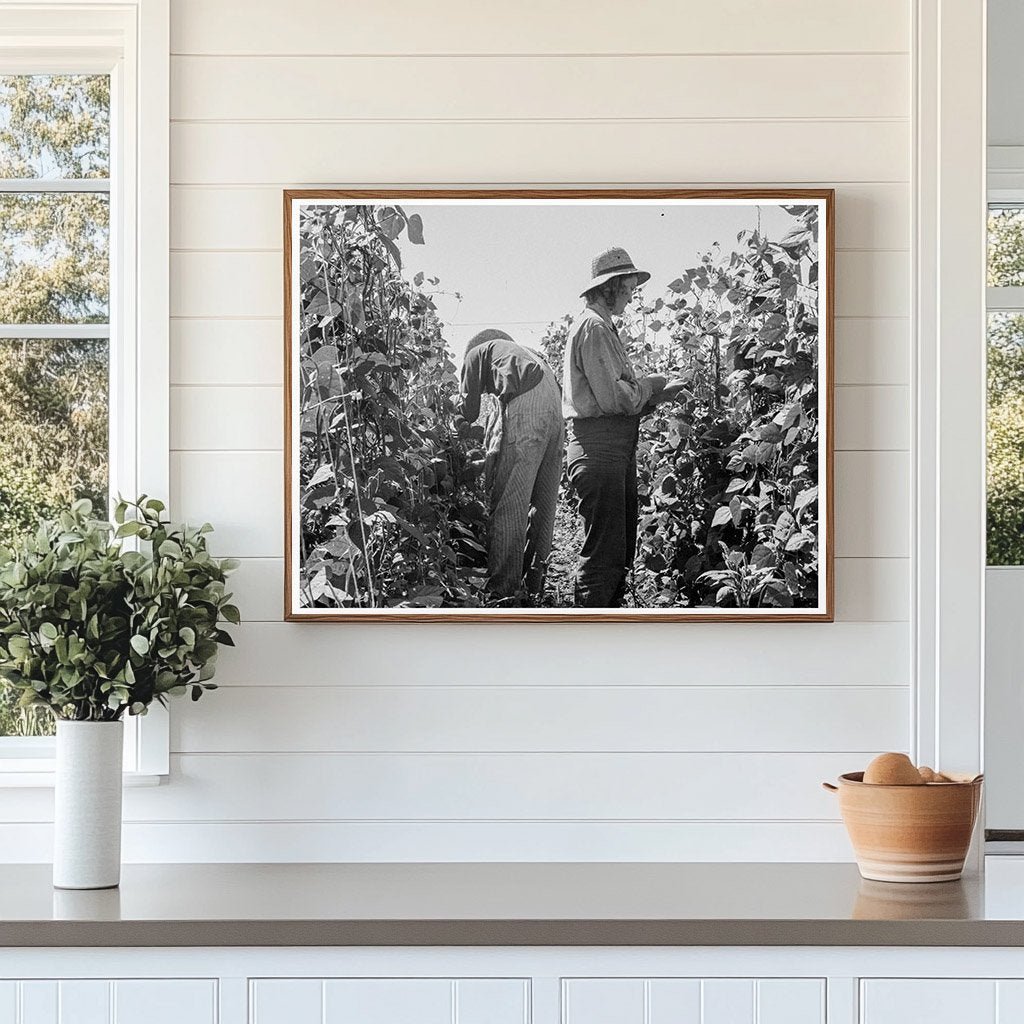 Migrant Farm Workers Harvesting Beans Oregon 1939 - Available at KNOWOL