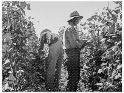 Migrant Farm Workers Harvesting Beans Oregon 1939 - Available at KNOWOL