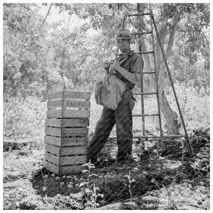 Migrant Fruit Picker Resting Yakima Valley August 1939 - Available at KNOWOL