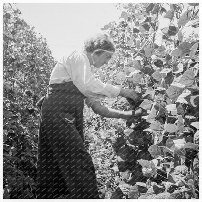 Migrant Laborers Harvesting Beans Marion County Oregon 1939 - Available at KNOWOL