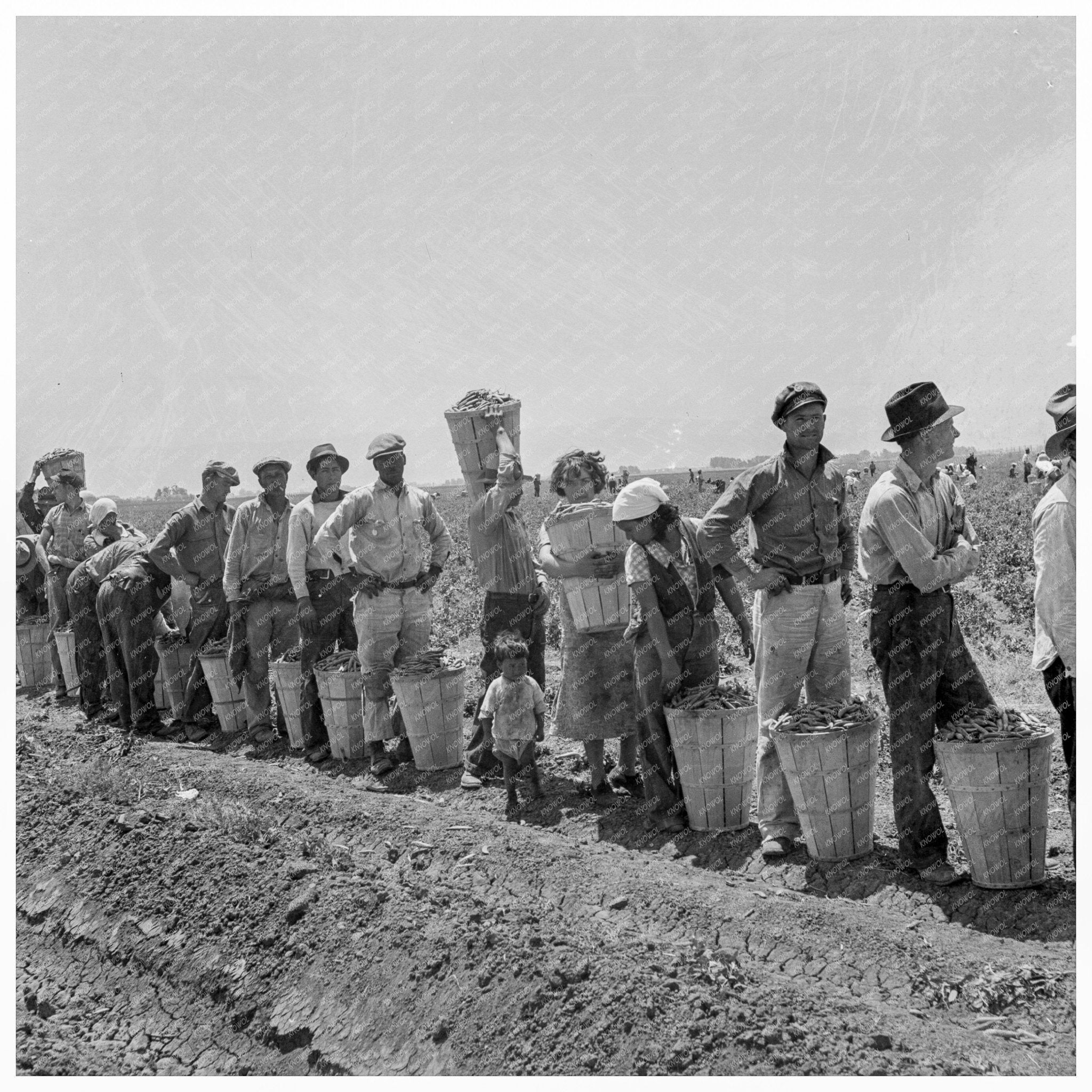 Migrant Pea Pickers in California April 1938 - Available at KNOWOL