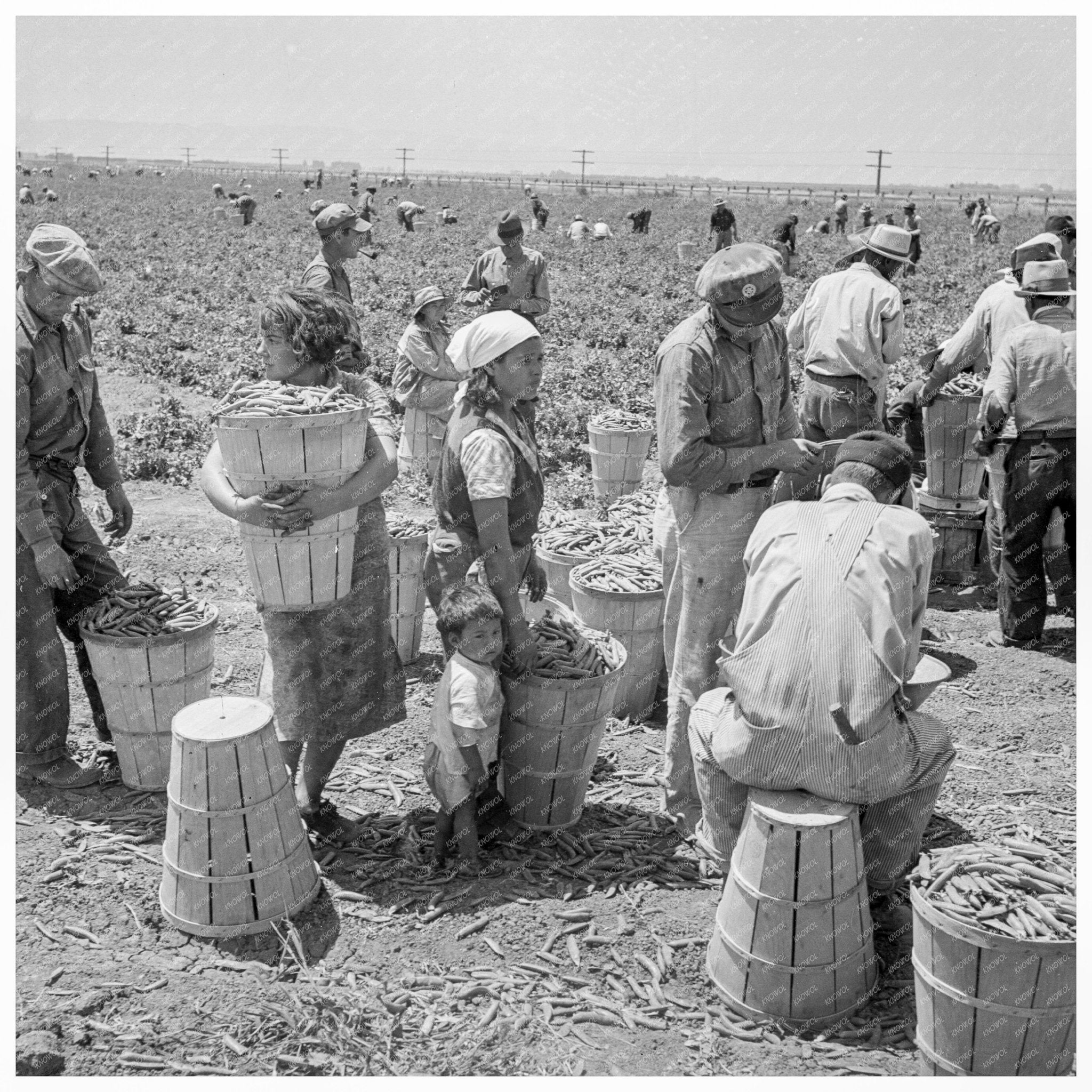 Migrant Pea Pickers Weighing Harvest in Westley California 1938 - Available at KNOWOL