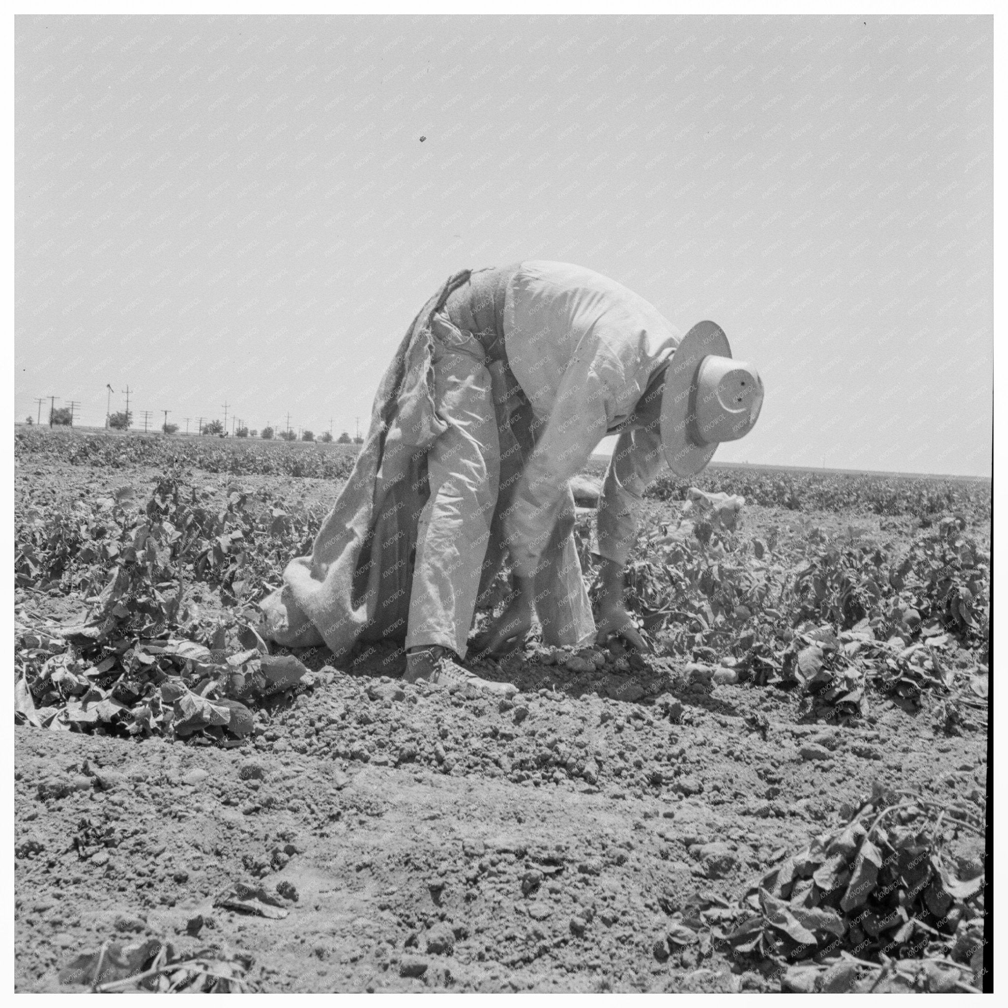 Migrant Worker Picking Potatoes Shafter California 1937 - Available at KNOWOL