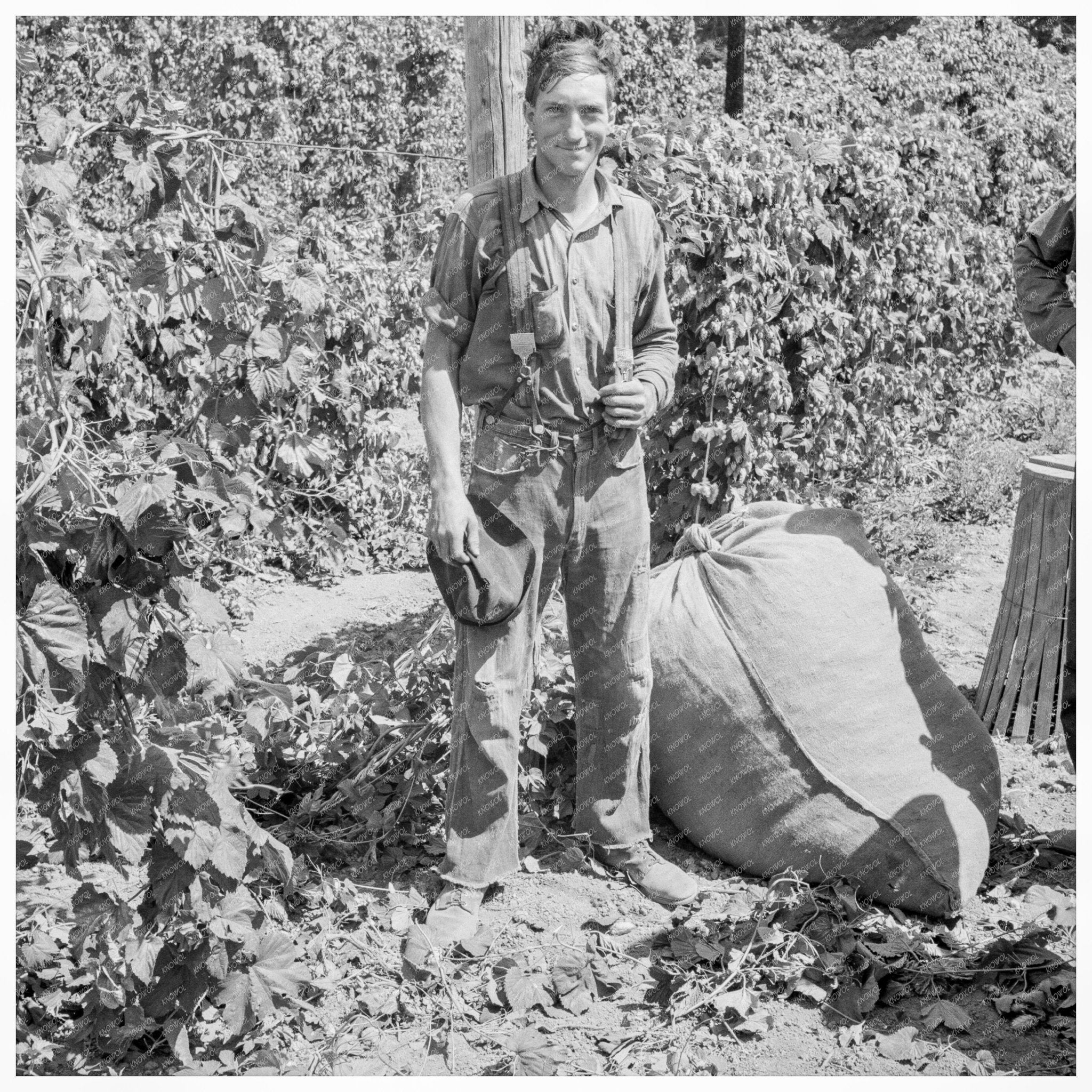 Migrant Worker Weighing Hops Polk County Oregon 1939 - Available at KNOWOL