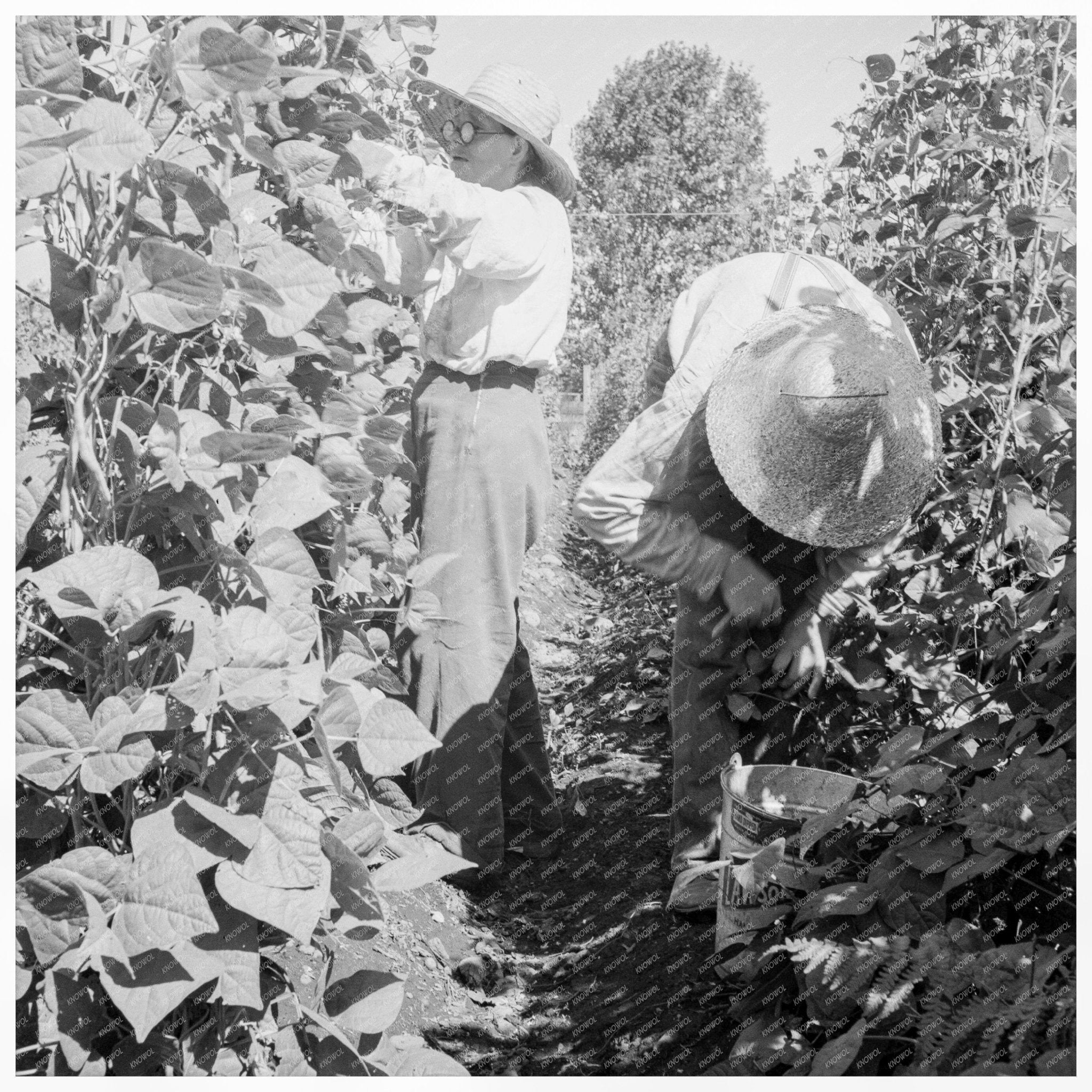 Migrant Workers Harvest Beans Marion County Oregon 1939 - Available at KNOWOL