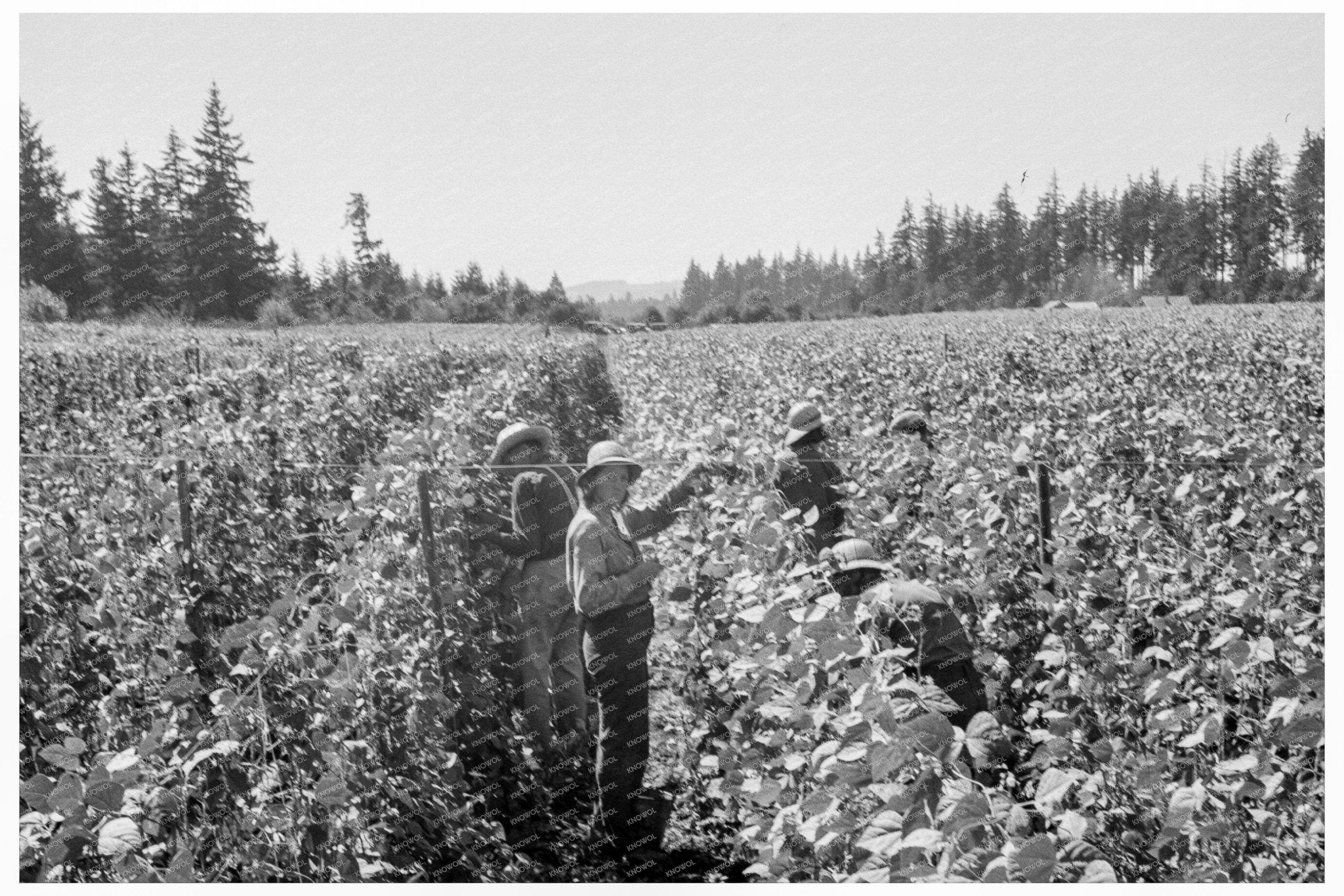 Migrant Workers Harvesting Beans Marion County Oregon 1939 - Available at KNOWOL