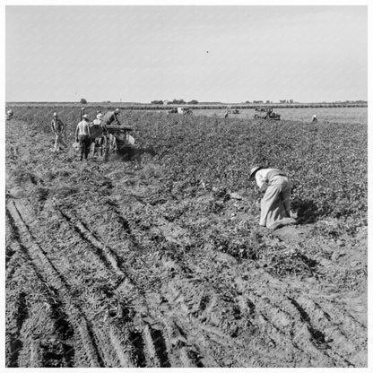 Migrant Workers Harvesting Potatoes Kern County 1938 - Available at KNOWOL