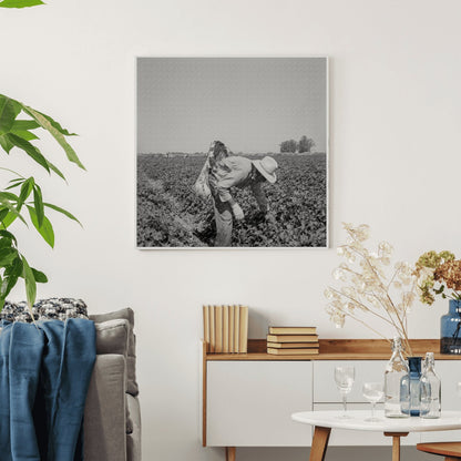 Migrant Workers Picking Cantaloupes Imperial Valley 1937 - Available at KNOWOL