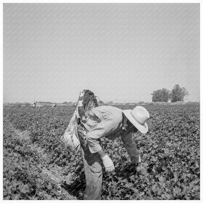 Migrant Workers Picking Cantaloupes Imperial Valley 1937 - Available at KNOWOL