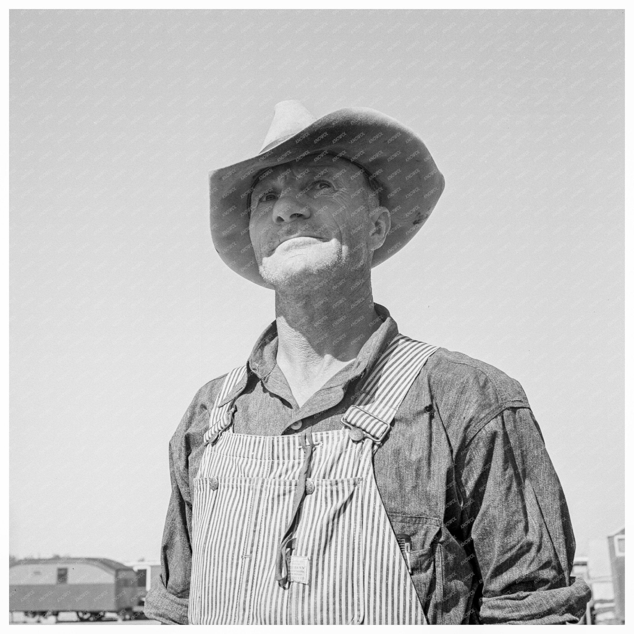 Migrant Workers Picking Peas California February 1939 - Available at KNOWOL