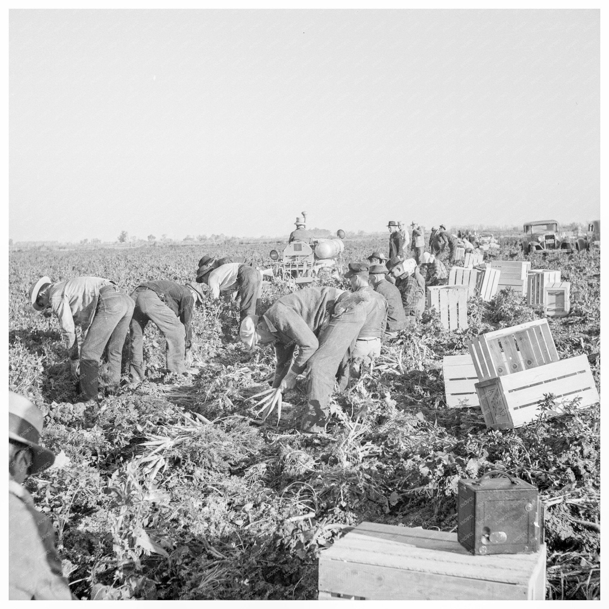 Migrant Workers Pulling Carrots in Imperial Valley 1939 - Available at KNOWOL