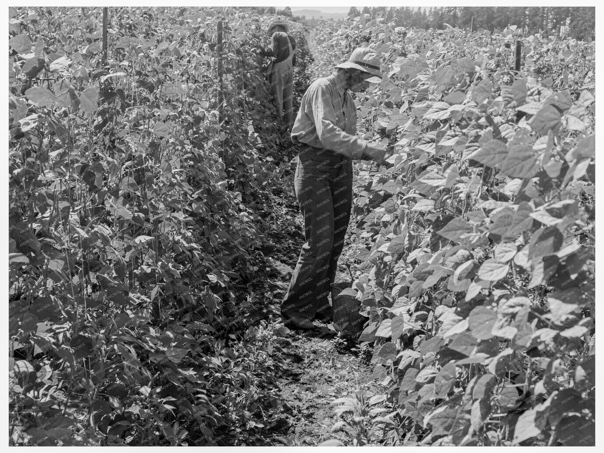 Migratory Bean Pickers in Oregon August 1939 - Available at KNOWOL