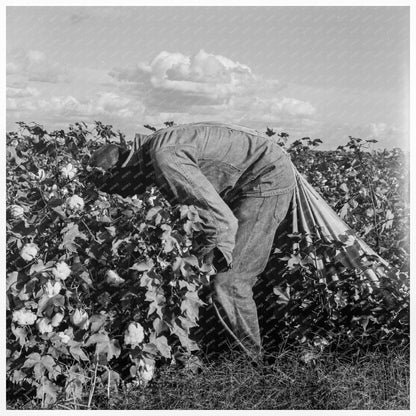 Migratory Cotton Picker in San Joaquin Valley 1938 - Available at KNOWOL