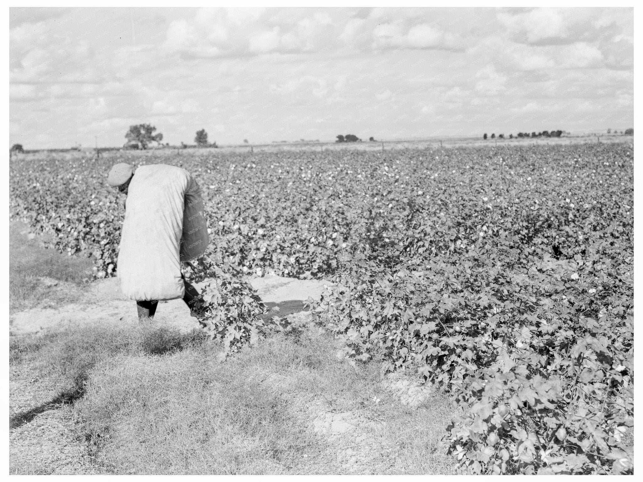 Migratory Cotton Pickers San Joaquin Valley 1938 - Available at KNOWOL