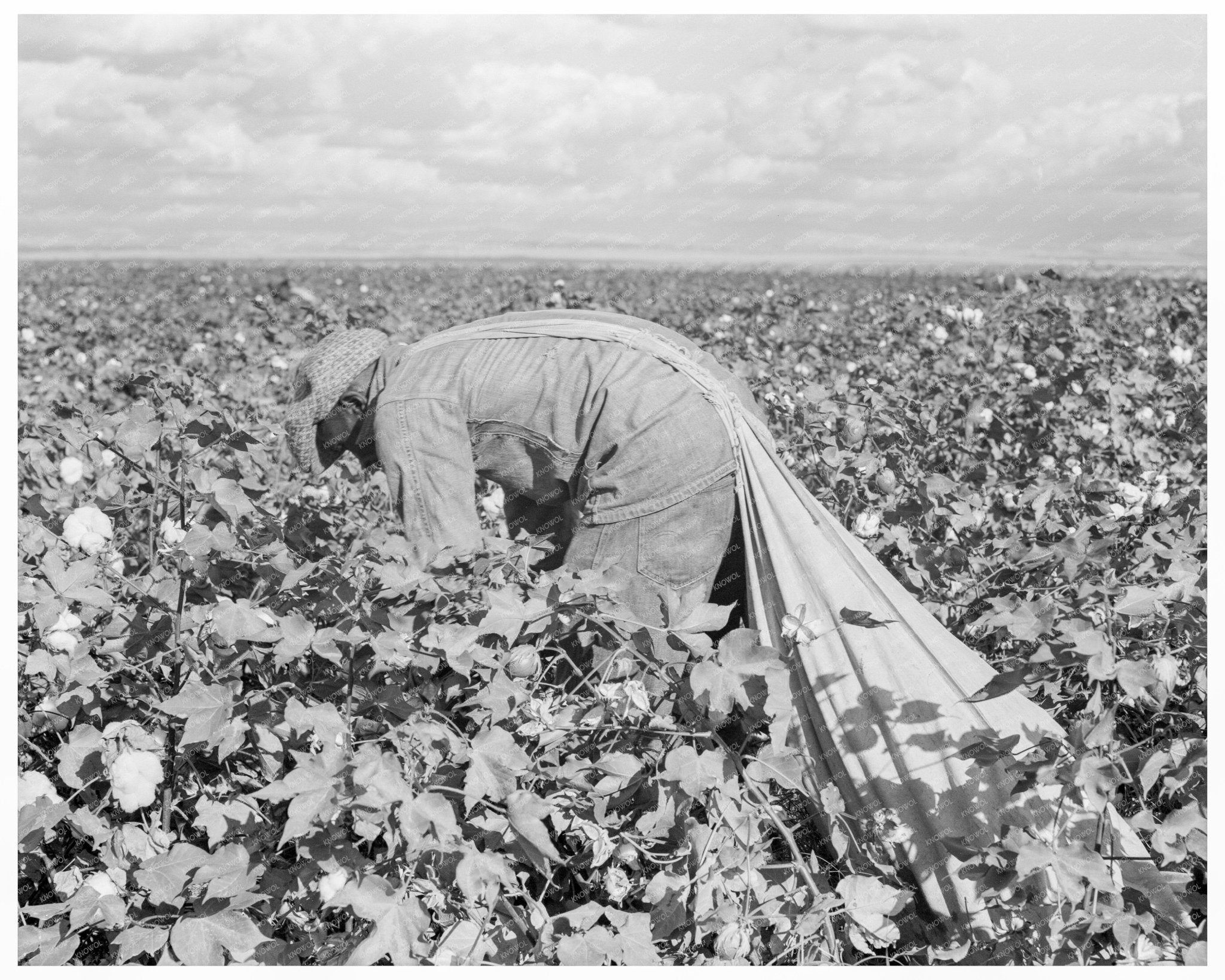 Migratory Cotton Workers in California 1938 - Available at KNOWOL