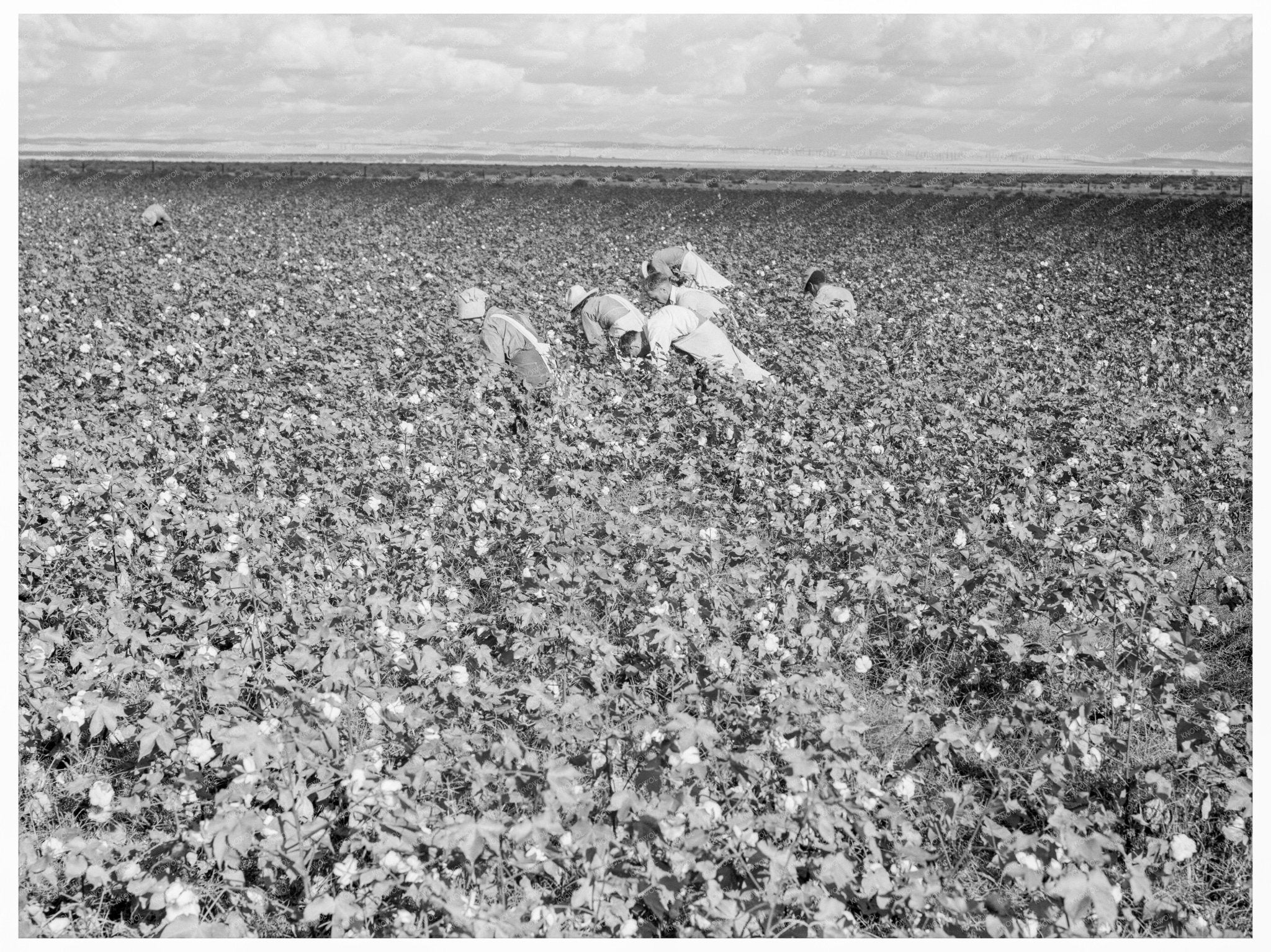 Migratory Cotton Workers in San Joaquin Valley 1938 - Available at KNOWOL