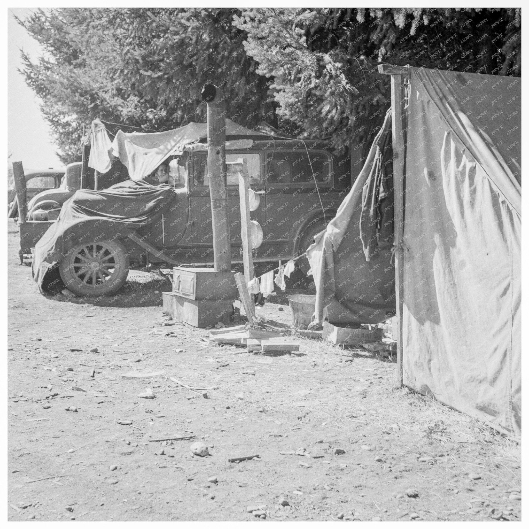 Migratory Family Camp Oregon Bean Harvest August 1939 - Available at KNOWOL