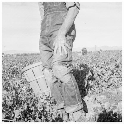 Migratory Field Worker Harvesting Carrots 1939 - Available at KNOWOL