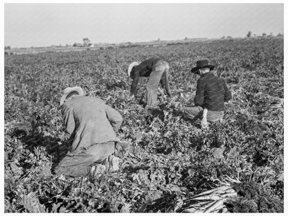 Migratory Field Worker Pulling Carrots Imperial Valley 1939 - Available at KNOWOL