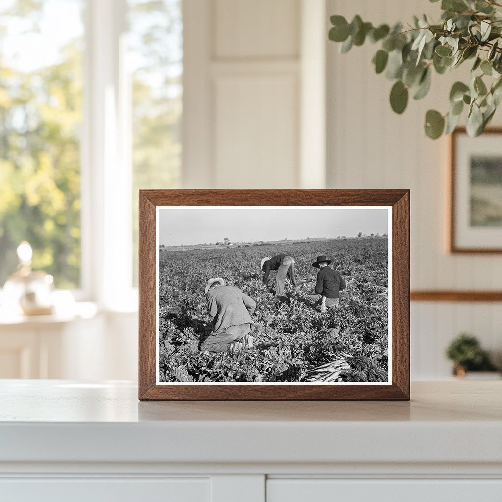 Migratory Field Worker Pulling Carrots Imperial Valley 1939 - Available at KNOWOL