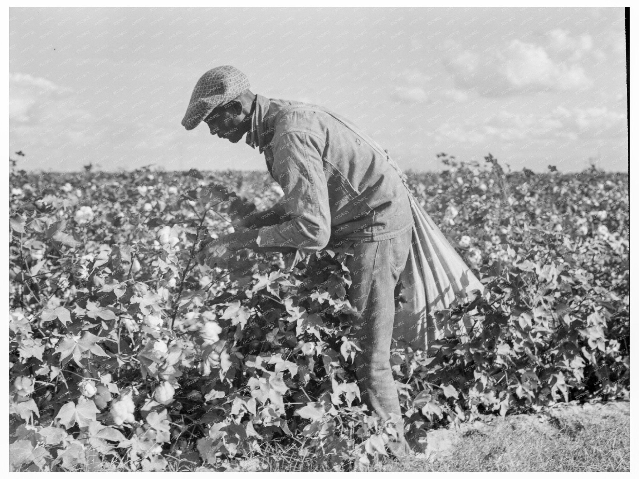 Migratory Field Workers Cotton Picking California 1938 - Available at KNOWOL