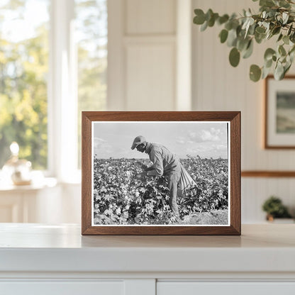 Migratory Field Workers Cotton Picking California 1938 - Available at KNOWOL